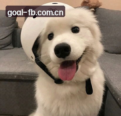赵强